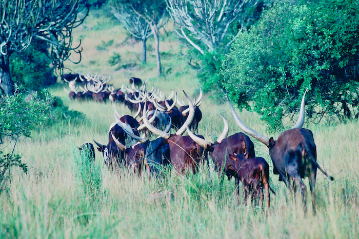 ankole cattle lake mburu national park