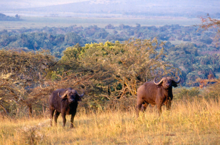buffalo lake mburu national park