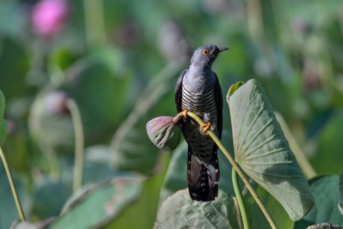 Does the Cuckoo Still Sing? Phenology in Britain and our disconnect from nature