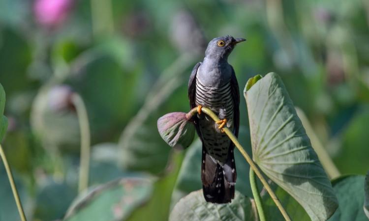 Does the Cuckoo Still Sing? Phenology in Britain and our disconnect from nature