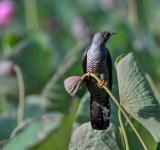 Does the Cuckoo Still Sing? Phenology in Britain and our disconnect from nature