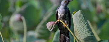 Does the Cuckoo Still Sing? Phenology in Britain and our disconnect from nature