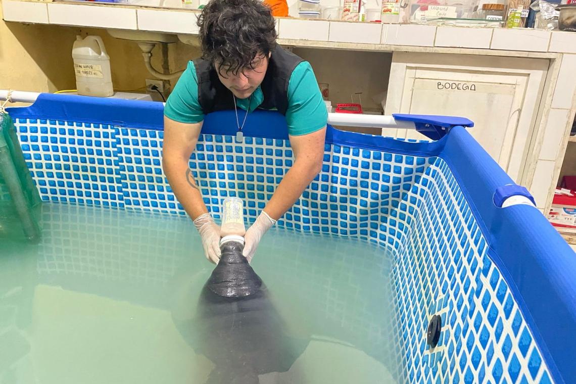 Rescue, Rehabilitate, Release: Saving the Amazonian Manatee