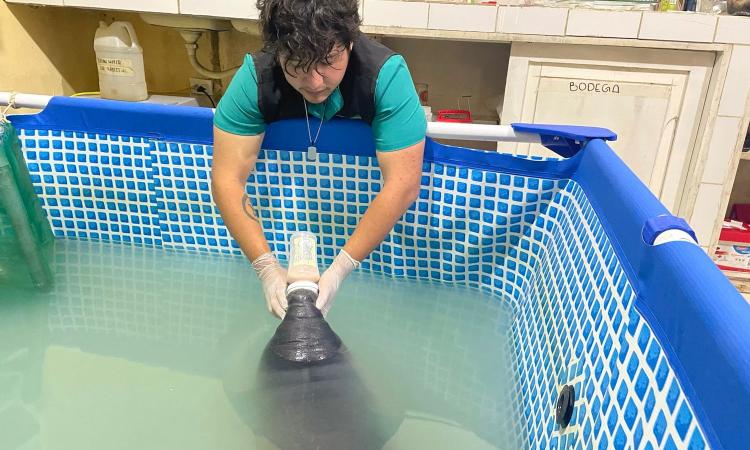 Rescue, Rehabilitate, Release: Saving the Amazonian Manatee