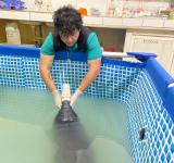 Rescue, Rehabilitate, Release: Saving the Amazonian Manatee