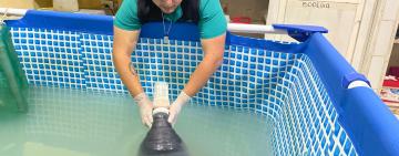 Rescue, Rehabilitate, Release: Saving the Amazonian Manatee