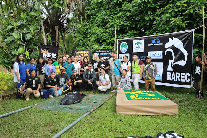 Manatee - Rainforest Awareness Rescue Education Center (Rarec)