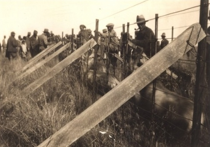 primitive game capturing kraal erected of iron poles and steel wire 