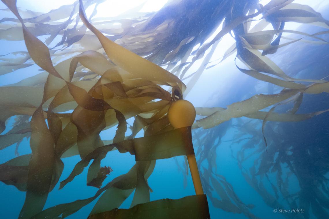 Bull Kelp’s Comeback: A Community’s Fight Against Ocean Warming