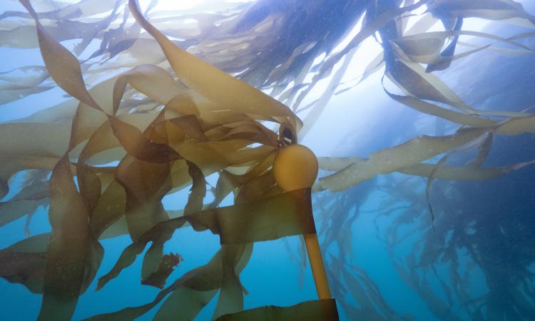 Bull Kelp Ocean Warming Community