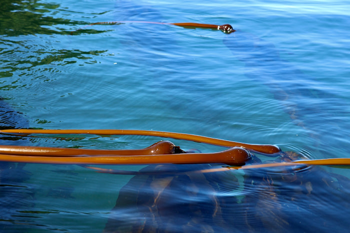 bull kelp close up