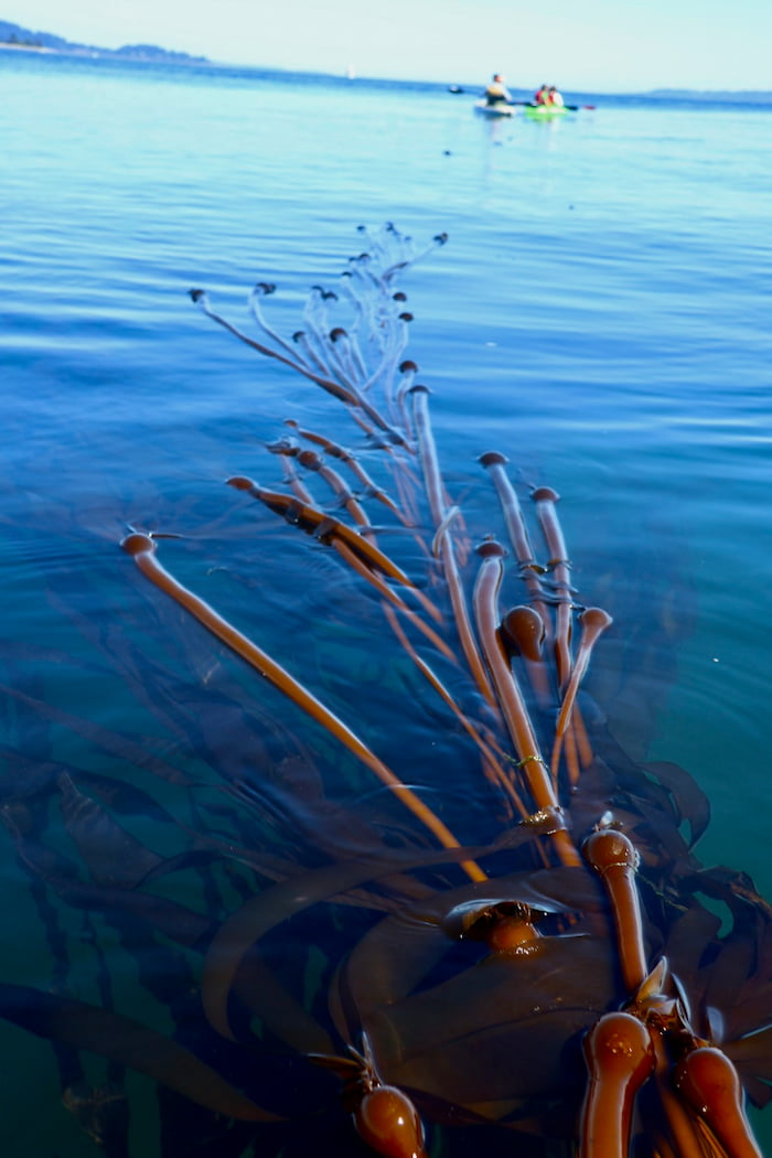 bull kelp conservation and kayak 
