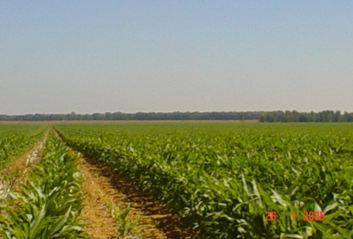 maize fields