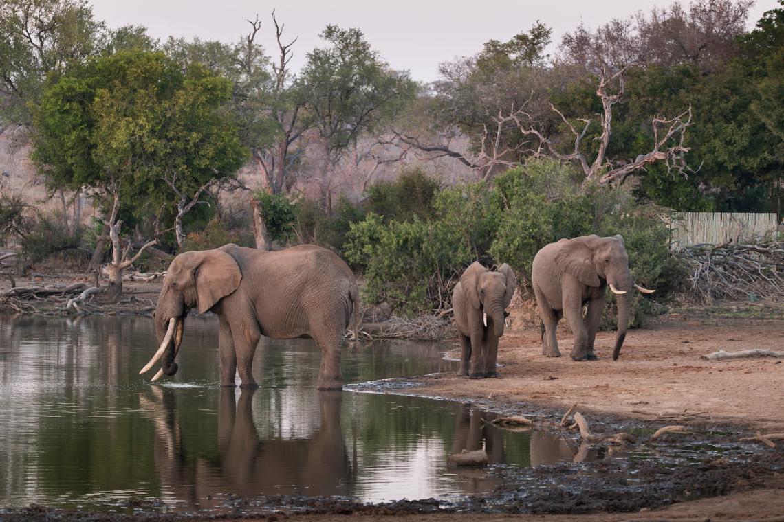 Wildlife Photography: The Life We Capture Through the Lens