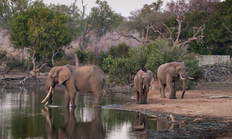 Wildlife Photography: The Life We Capture Through the Lens