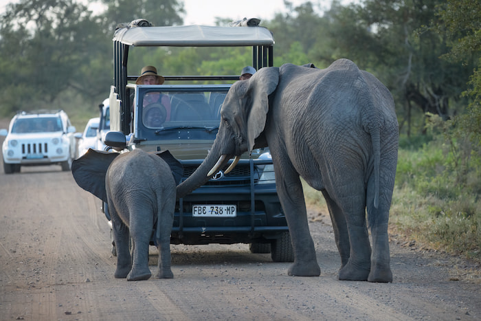 elephant threatening safari vehicle baby