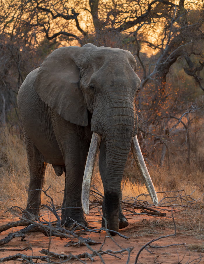 tusker elephant kruger park
