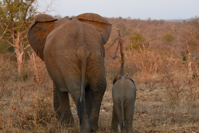 elephant and calve 