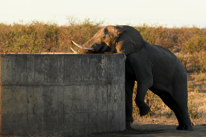 elephant drinking feet raised