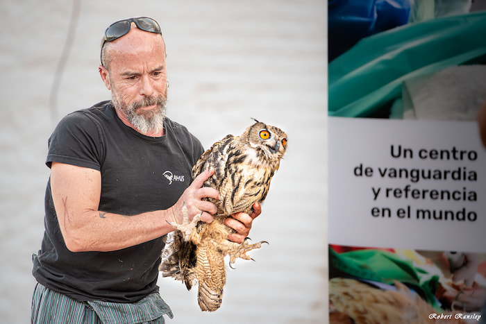 Diego Guerrero, founder of AMUS, holding a majestic Eurasian Eagle Owl (Bubo bubo) before its release, showcasing the organization’s dedication to wildlife conservation.