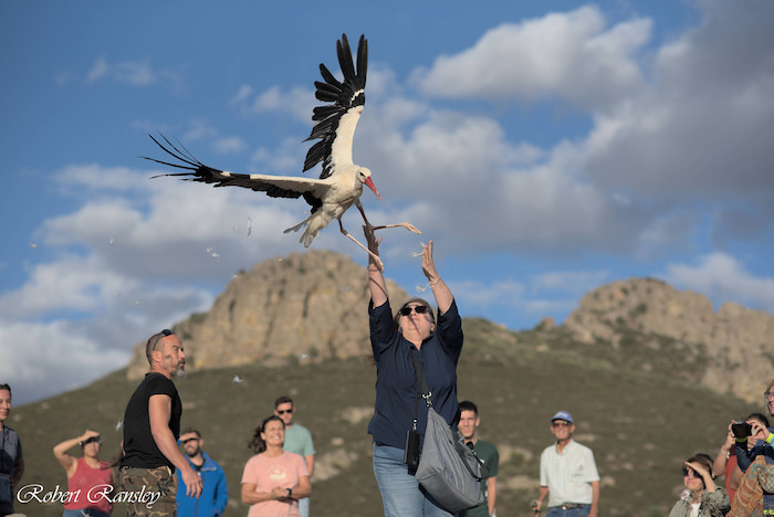 A White Stork (Ciconia ciconia) spreading its wings moments after being released into the wild, symbolizing the success of AMUS' rehabilitation efforts.