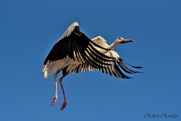 A White Stork (Ciconia ciconia) spreading its wings moments after being released into the wild, symbolizing the success of AMUS' rehabilitation efforts.