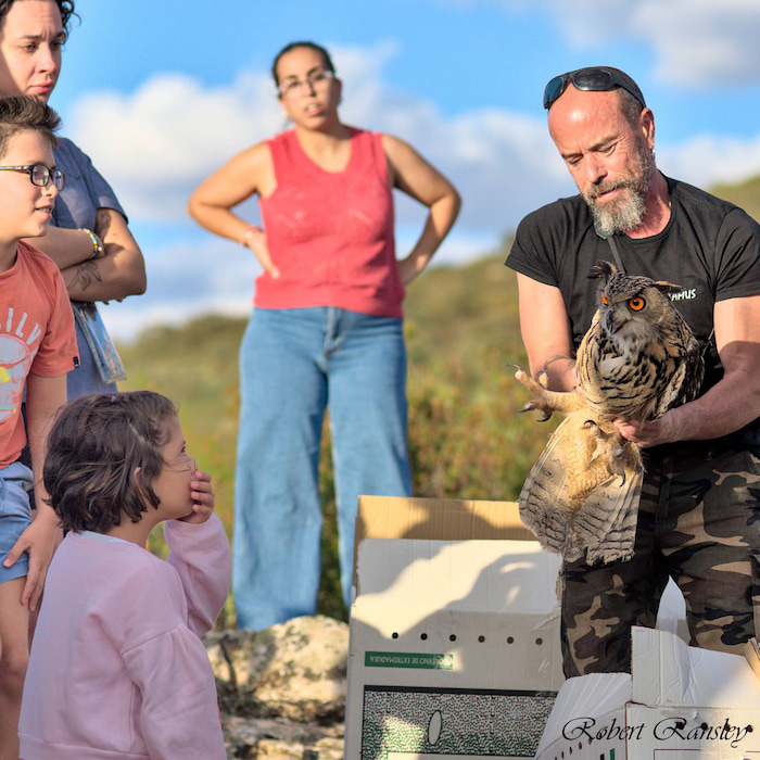 Alvaro Guerrero carefully removing a Eurasian Eagle Owl (Bubo bubo) from its enclosure, preparing to hand it to a young girl for its ceremonial release.
