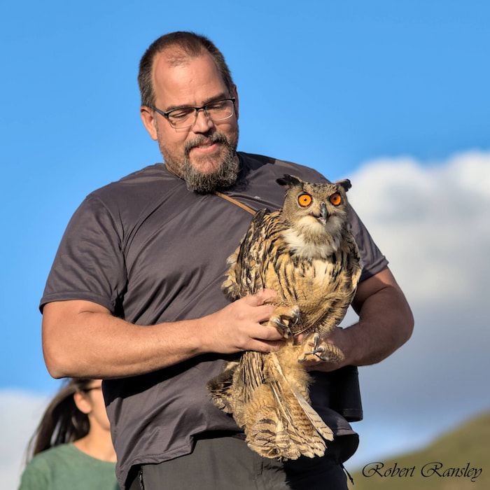 AMUS majestic Eurasian Eagle Owl release. Watch their dedication to wildlife conservation.