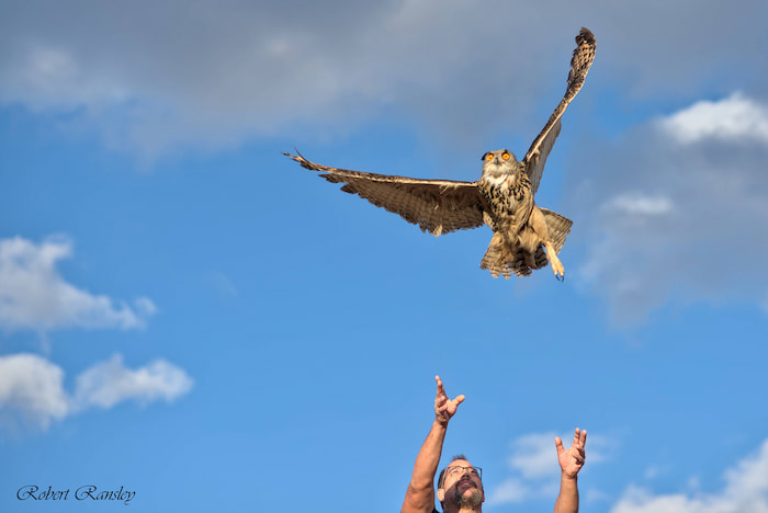 AMUS Eurasian Eagle Owl (Bubo bubo) release, this is dedication to wildlife conservation.