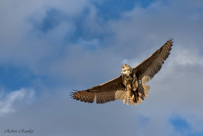 AMUS Eurasian Eagle Owl (Bubo bubo) release, this is dedication to wildlife conservation.