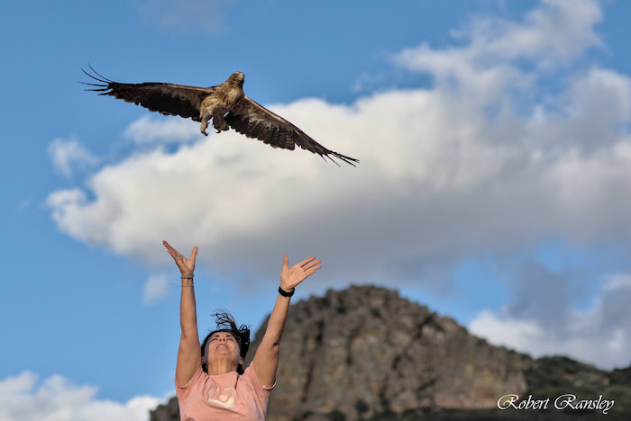 A Booted Eagle (Hieraetus Pennatus) takes to the air in time for the migration south.