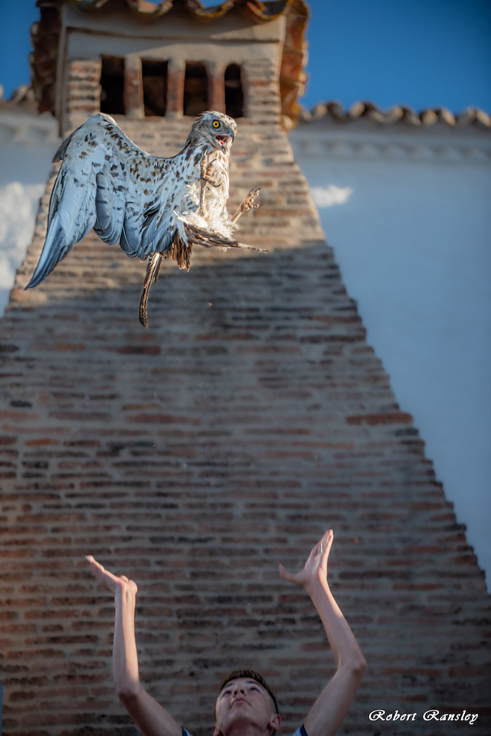 Taking Flight: A Short-toed Snake Eagle (Circaetus gallicus) Released by a Young Conservationist