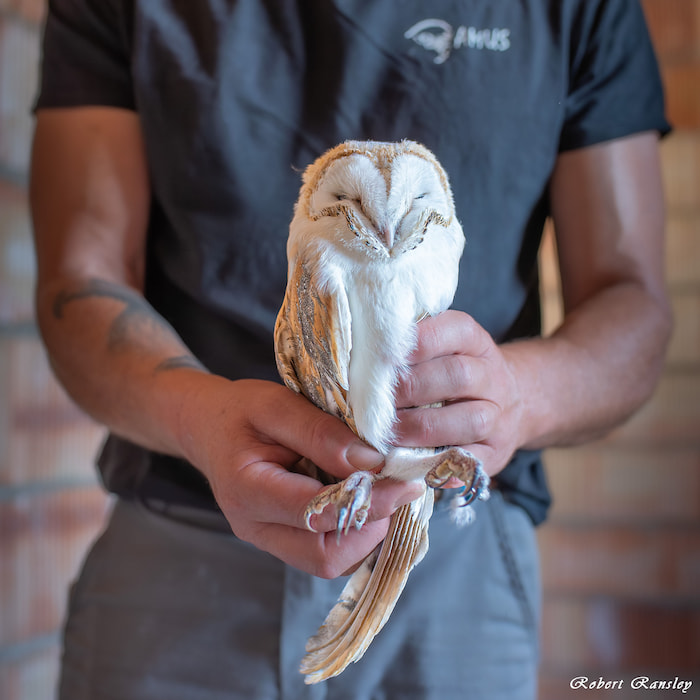 Hope Restored: An Injured Barn Owl (Tyto alba) Begins Recovery at AMUS' Wildlife Hospital