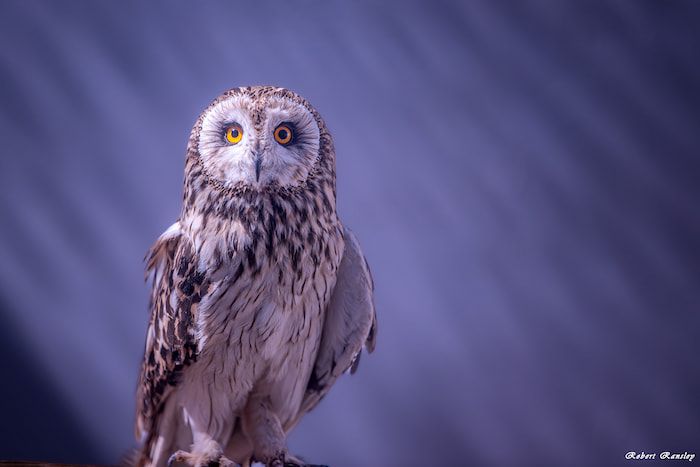 A convalescent Short-Eared owl (Asio Flammeus) patiently awaits its release date.