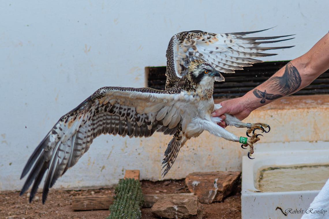 Freedom Takes Flight: A Photo Story of AMUS Rehabilitating Birds of Prey