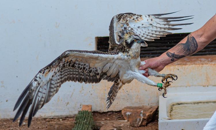 Freedom Takes Flight: A Photo Story of AMUS Rehabilitating Birds of Prey