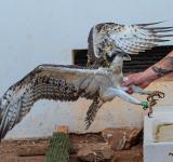 Freedom Takes Flight: A Photo Story of AMUS Rehabilitating Birds of Prey