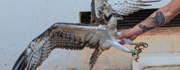 Freedom Takes Flight: A Photo Story of AMUS Rehabilitating Birds of Prey