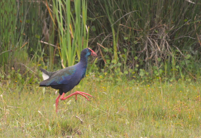 Diversity Trail African Swamphen pic Mike Fabricius