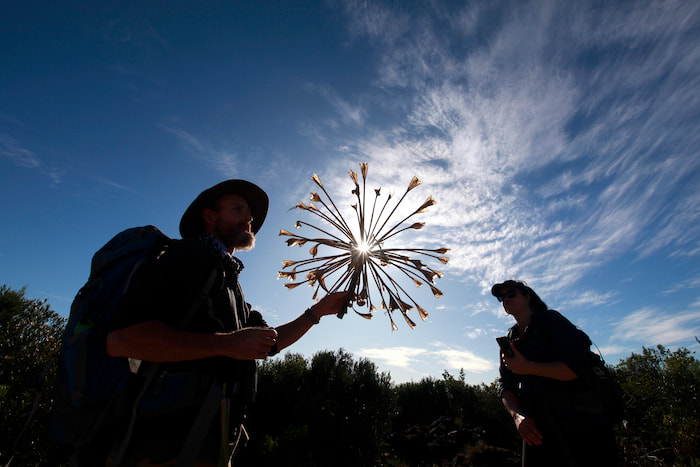 Diversity Trail fynbos plant pollination