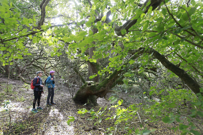 Diversity Trail hike milkwood trees