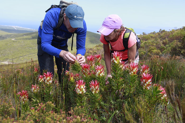 Diversity Trail South Africa guide showing fynbos flora