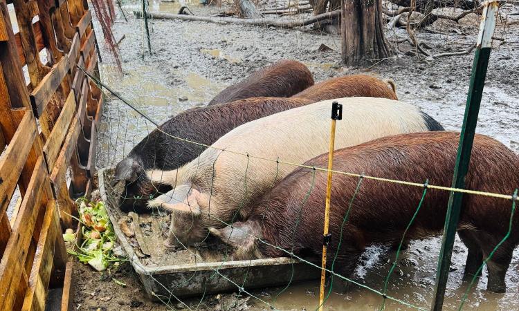 Regenerative farming pigs in the mud