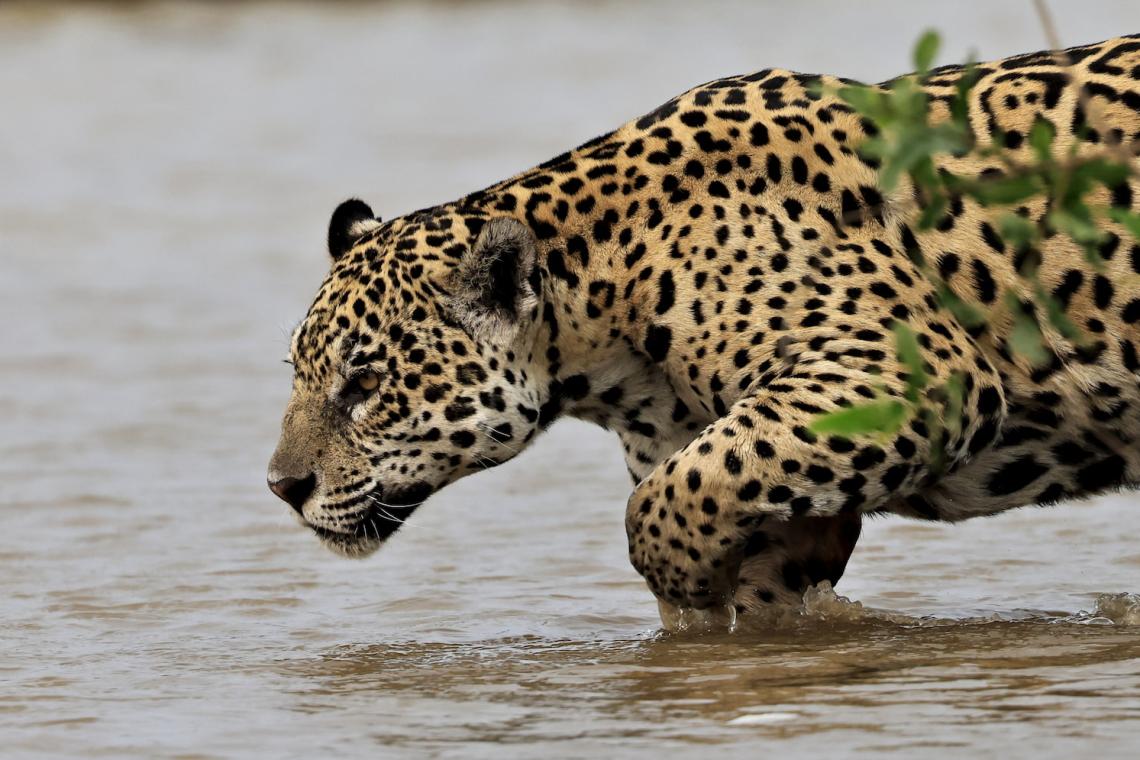 Jaguar Encounters in the Pantanal: Where to Go & How to View Ethically