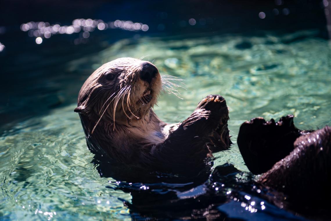 Beavers: The Quiet Scientists Rewilding Our World