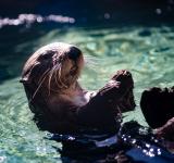 Beavers: The Quiet Scientists Rewilding Our World