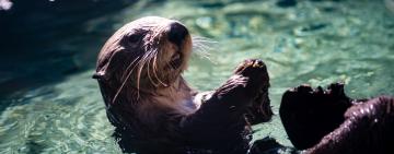 Beavers: The Quiet Scientists Rewilding Our World