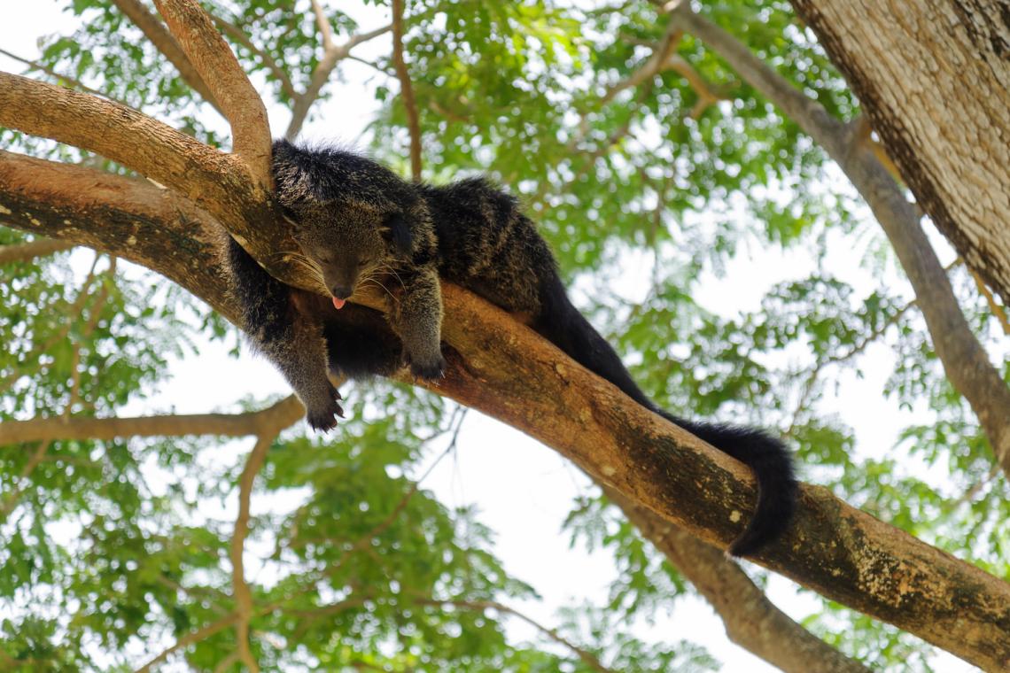 Popcorn-Scented Bearcats: The Binturong’s Role in Asia’s Rainforests—and How to Save It