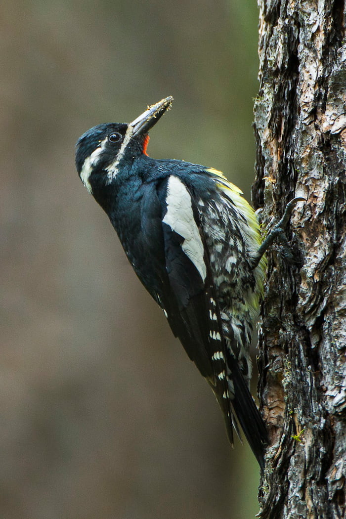 Williamson’s sapsucker image