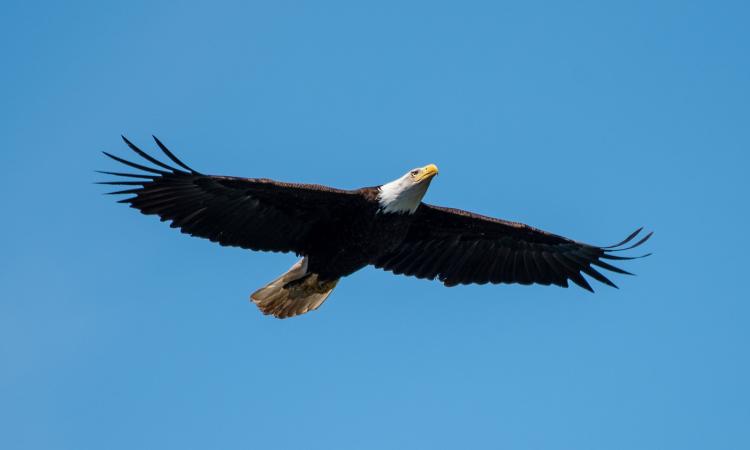 Where Birds Once Thrived: New Study Maps Rapid Declines in North American Strongholds